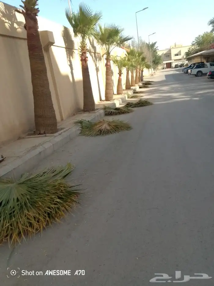نعم الجميع اشغال النخيل تقريب عربي تكريب هلالي تكريب واشنطن 12