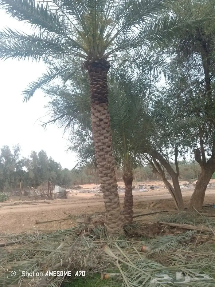 نعم الجميع اشغال النخيل تقريب عربي تكريب هلالي تكريب واشنطن 6