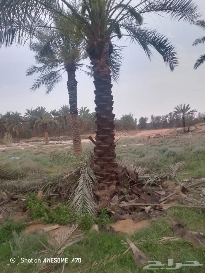 نعم الجميع اشغال النخيل تقريب عربي تكريب هلالي تكريب واشنطن 10