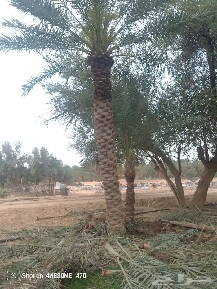 نعم الجميع اشغال النخيل تقريب عربي تكريب هلالي تكريب واشنطن 7