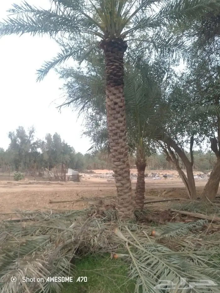 نعم الجميع اشغال النخيل تقريب عربي تكريب هلالي تكريب واشنطن 8