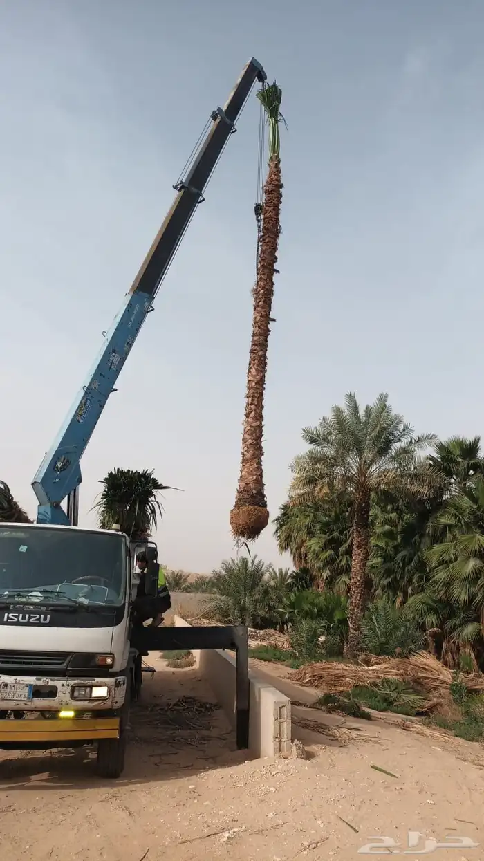 توريد وغرس نخل واشنطني زينه وعربي بجميع مقساته 4