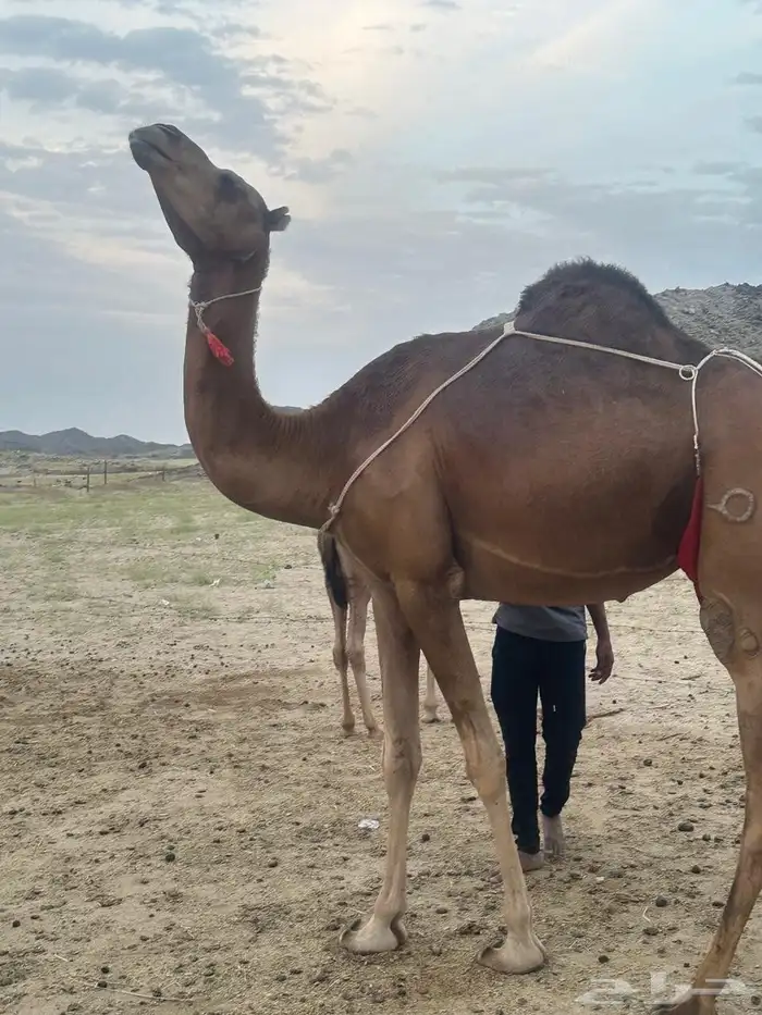 خلفه اللبيع 1