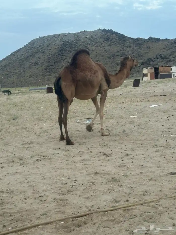 ناقه لقى للبيع 0