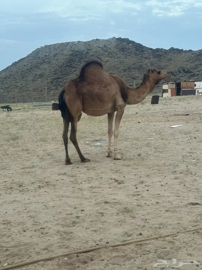 ناقه لقى للبيع 1