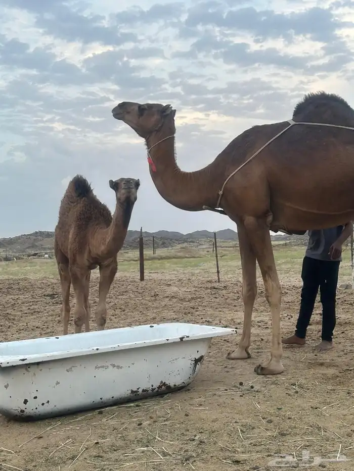 خلفه اللبيع 2