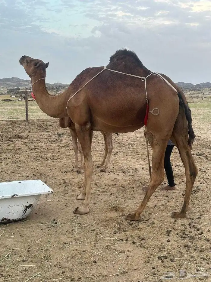 خلفه اللبيع 3