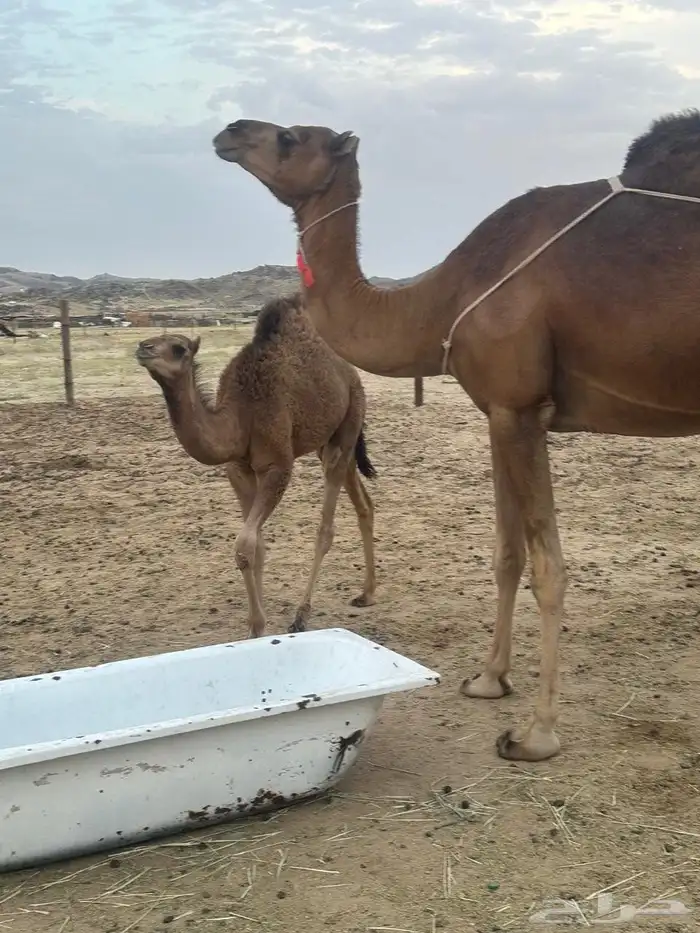 خلفه اللبيع 0