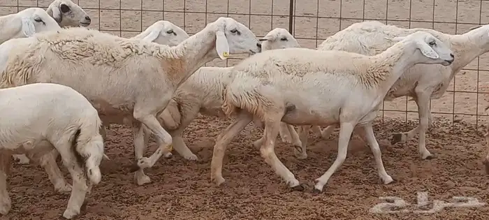 ما شاء الله وتبارك الله أعرض لكم غنم حريات خلفات 8
