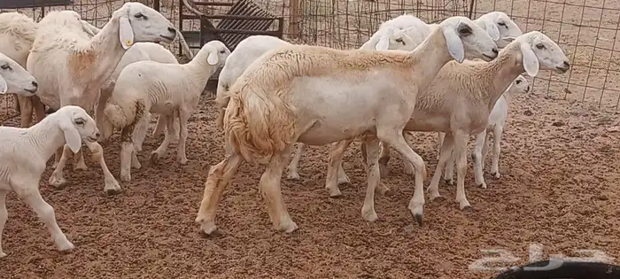 ما شاء الله وتبارك الله أعرض لكم غنم حريات خلفات 2