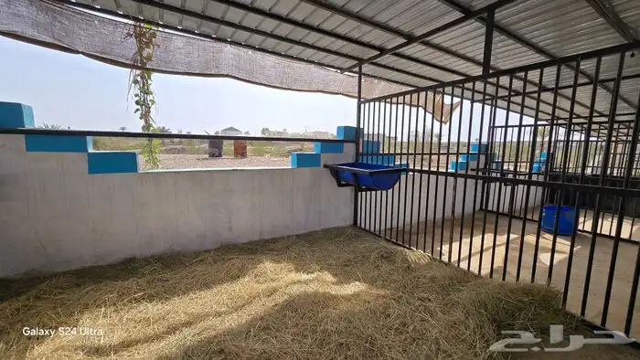 ايواء الخيل 8