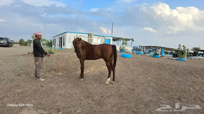 ايواء الخيل 15