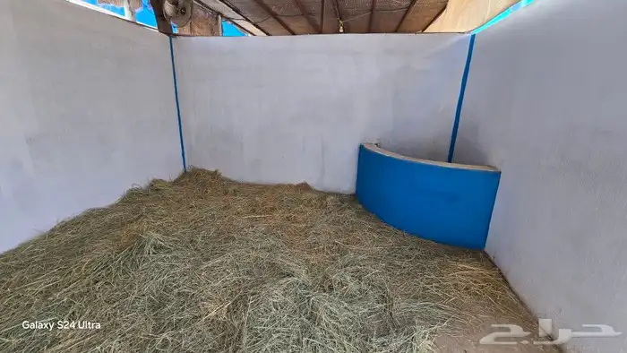 ايواء الخيل 12