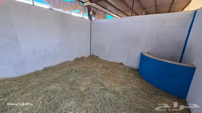 ايواء الخيل 10