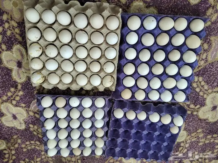 بيض بلدي مزرعة السراة العضوية 0