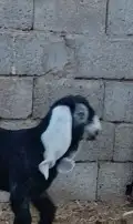 عنز عارضيه والد معه تيس عارضي خصم الخصم مشروع فحل 9
