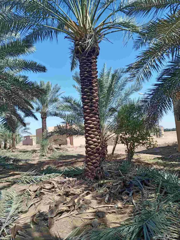 جميع مناطق المملكة العربية السعودية 5