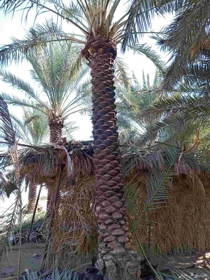جميع مناطق المملكة العربية السعودية 6