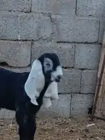 عنز عارضيه والد معه تيس عارضي خصم الخصم مشروع فحل 8