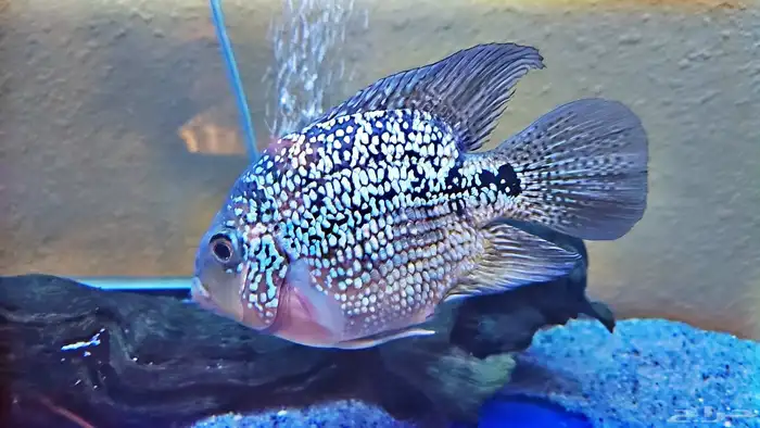 سمكة كريستال باروت النااادره لعشاق نوادر الاسماك 1