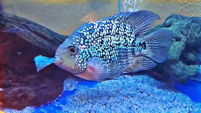 سمكة كريستال باروت النااادره لعشاق نوادر الاسماك 0