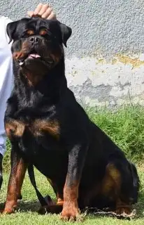 أنثى روت ويلر مستوى توب 3