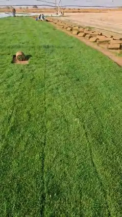 تيل 2000C صافي وطبيعي درجه اولى ممتاز موجود تركيب وتوريد فى 2