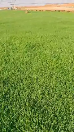 تيل 2000C صافي وطبيعي درجه اولى ممتاز موجود تركيب وتوريد فى 3