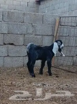 عنز عارضيه والد معه تيس عارضي خصم الخصم مشروع فحل 6