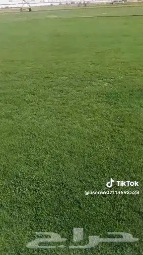 تيل 2000C صافي وطبيعي درجه اولى ممتاز موجود تركيب وتوريد فى 0