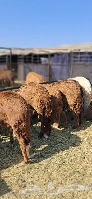 طليان سواكني مرابي 0
