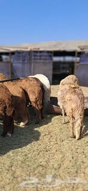 طليان سواكني مرابي 1