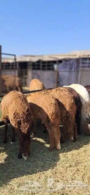 طليان سواكني مرابي 3