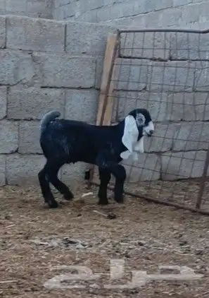 عنز عارضيه والد معه تيس عارضي خصم الخصم مشروع فحل 7