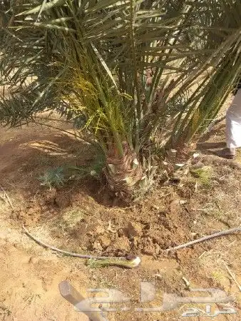 جميع انواع النخيل المثمره 6