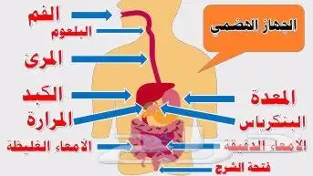 مدرسة علوم ابتدائي ومتوسط وفيزياء ثانوي وتأسيس مراحل اوليه 2