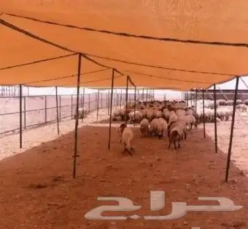 مضلات حلال للبيع 0