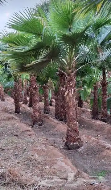 يوجد لدينا نخيل للبيع 9