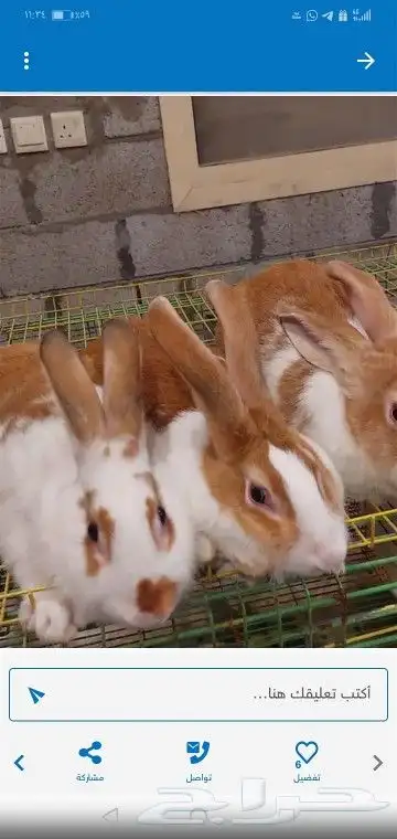 مطلوب أرانب 0