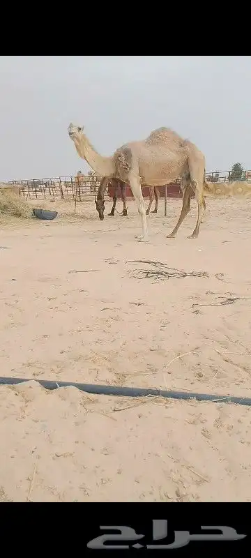 خلف شقحه ام رابع سلم العزاري تحتها قعو وهديه تحلب يمين يسار 1