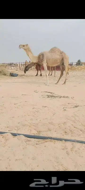 خلف شقحه ام رابع سلم العزاري تحتها قعو وهديه تحلب يمين يسار 0