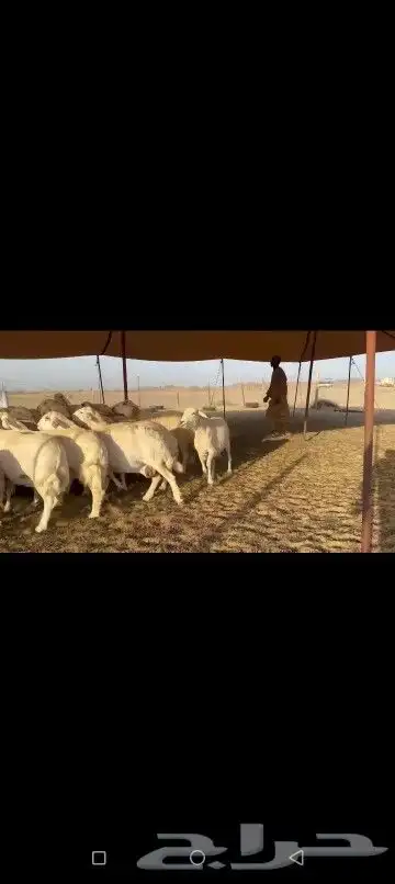 غنم حريات جنب عددهاا 64 2