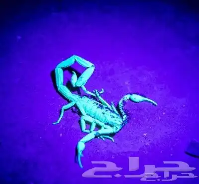 كشاف عقارب 0