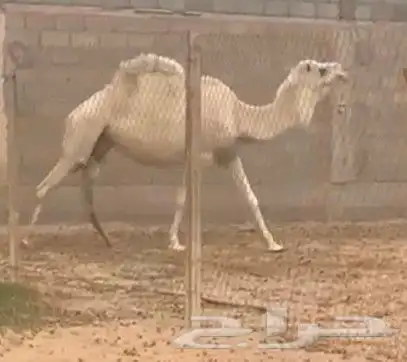 ضرايب مغاتير طيبه ومنتجه منوة القناي 2