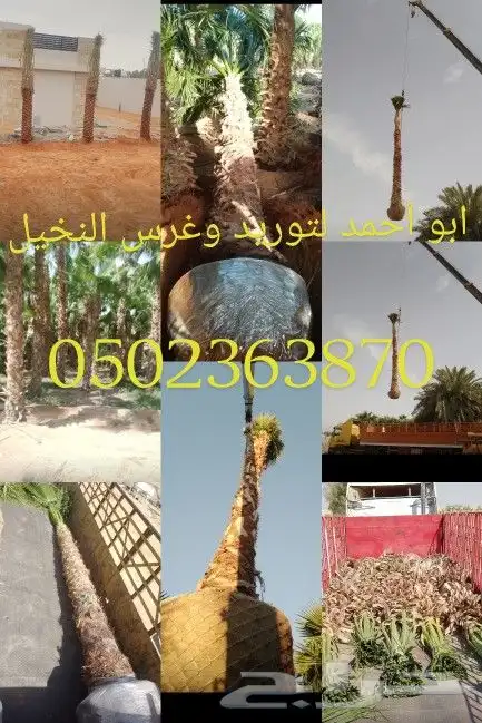 نخيل عربي وواشنطني 0