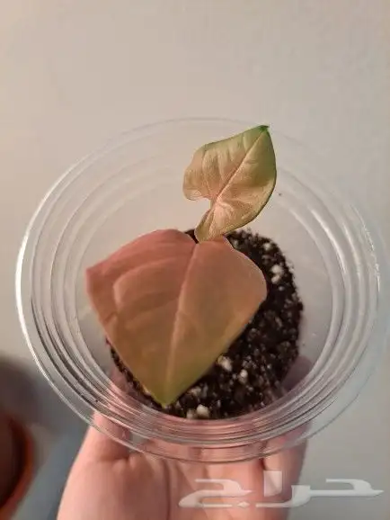 نبتة داخلية سنجونيوم بينك طفرة سبلاش 1