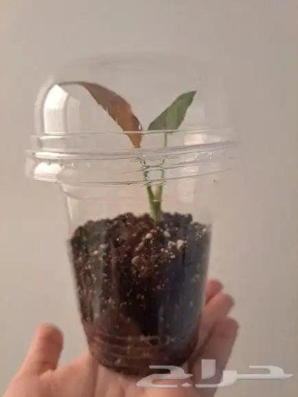 نبتة داخلية سنجونيوم بينك طفرة سبلاش 0