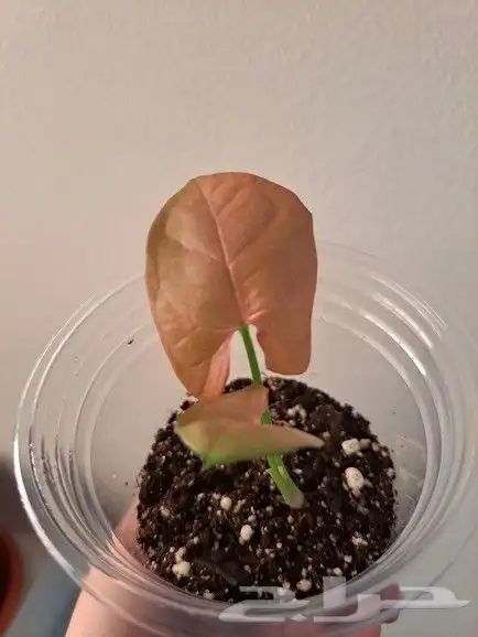 نبتة داخلية سنجونيوم بينك طفرة سبلاش 2