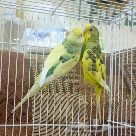 طيور بادجي هولندي انجليزي للبيع 10