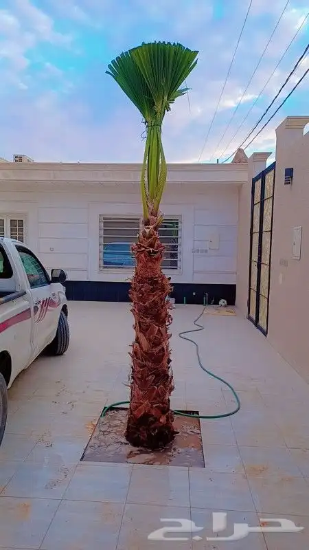ابوناصر لتوريد جميع انواع النخيل العربي وواشنطن وشبوك 11